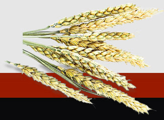 PA视讯(中国)集团官网 - PlayAce